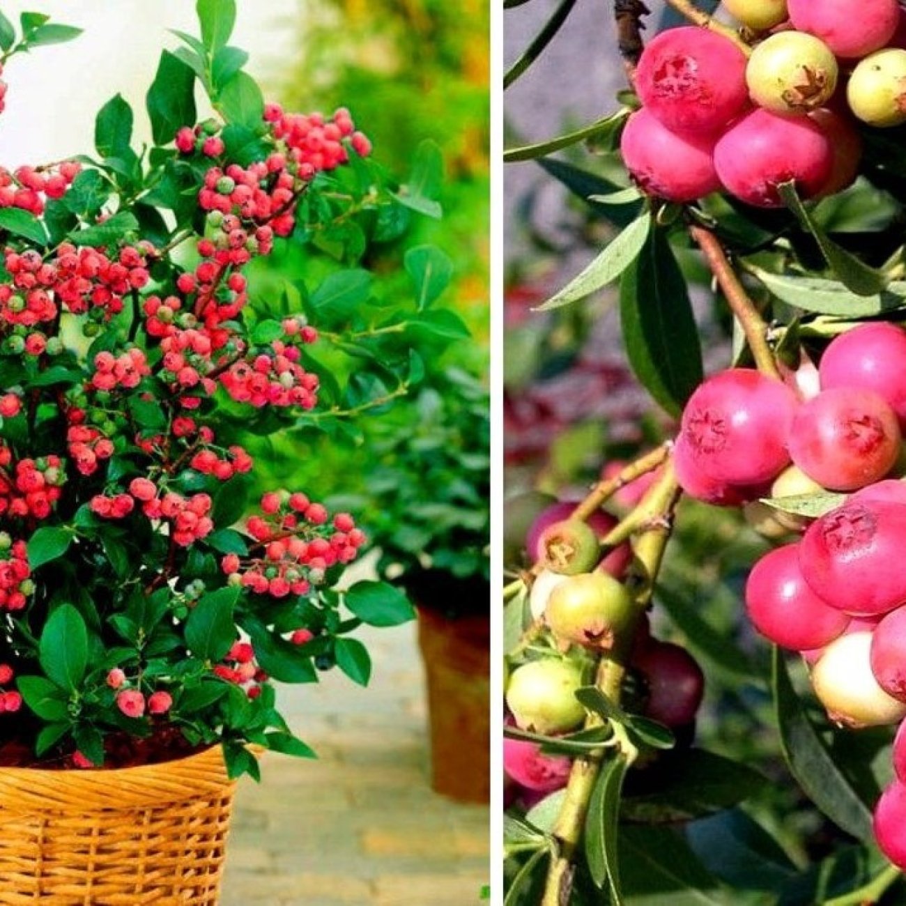 Obrázok Čučoriedka kanadská (Vaccinium corymbosum) ´PINK BLUEBERRY´- výška 30-50 cm, kont. C2L, stredne skorá